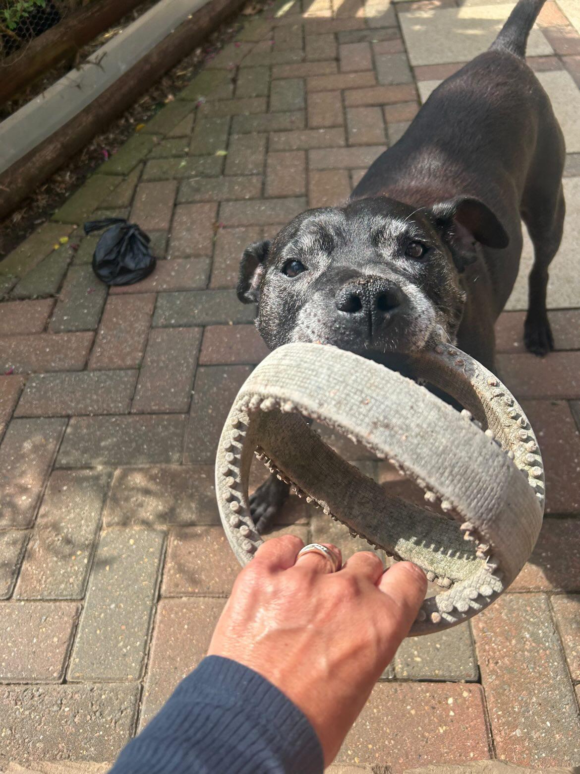 Dodger the Staffy on his daily adventure