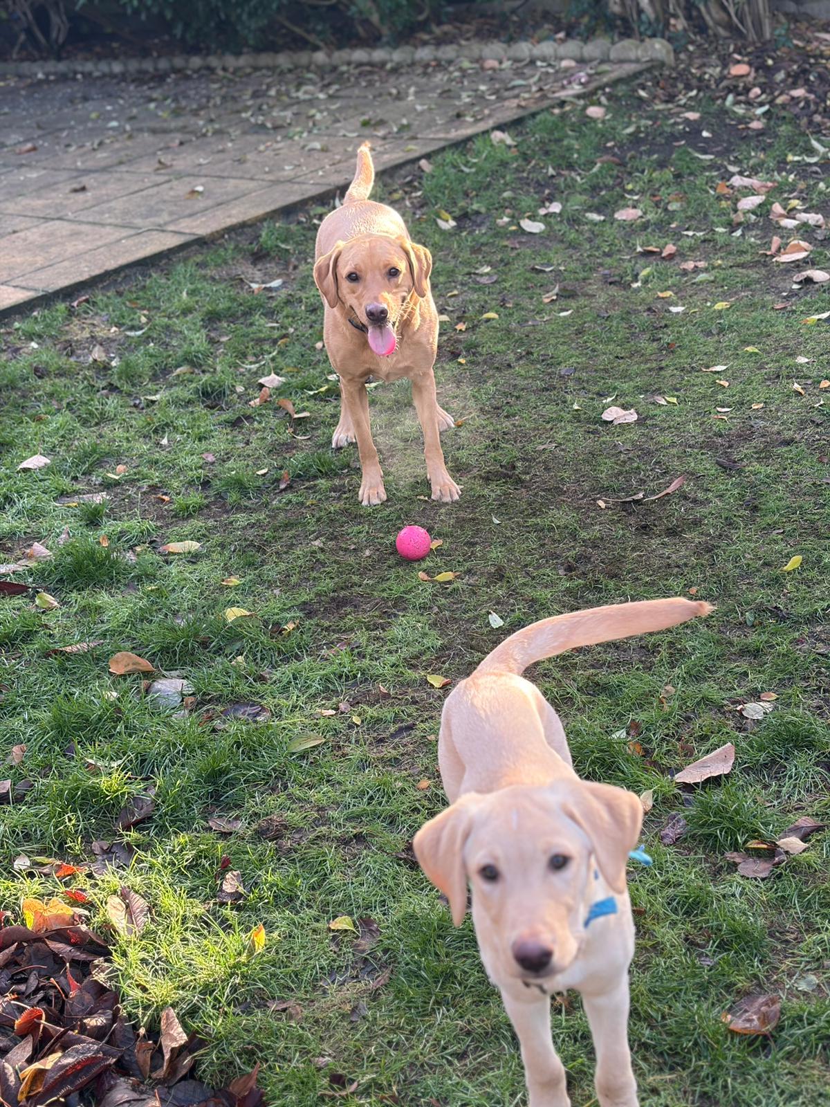 Dodger the Staffy on his daily adventure