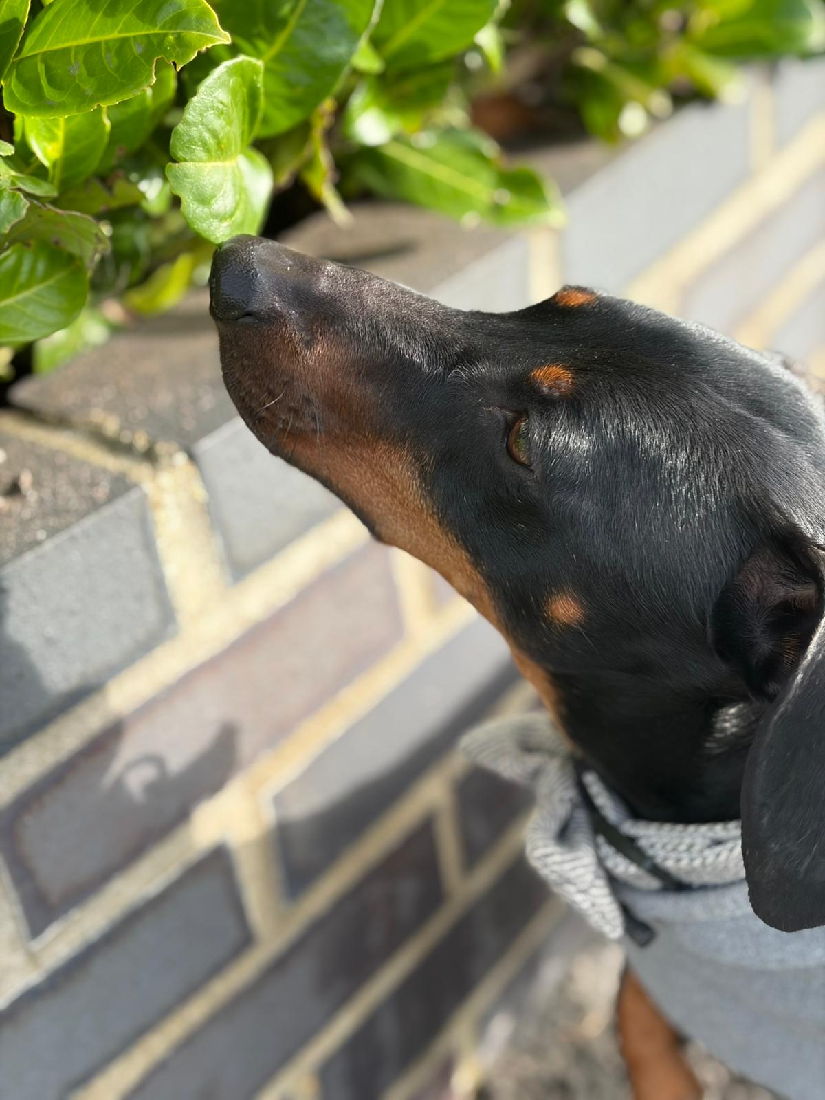 Dodger the Staffy on his daily adventure