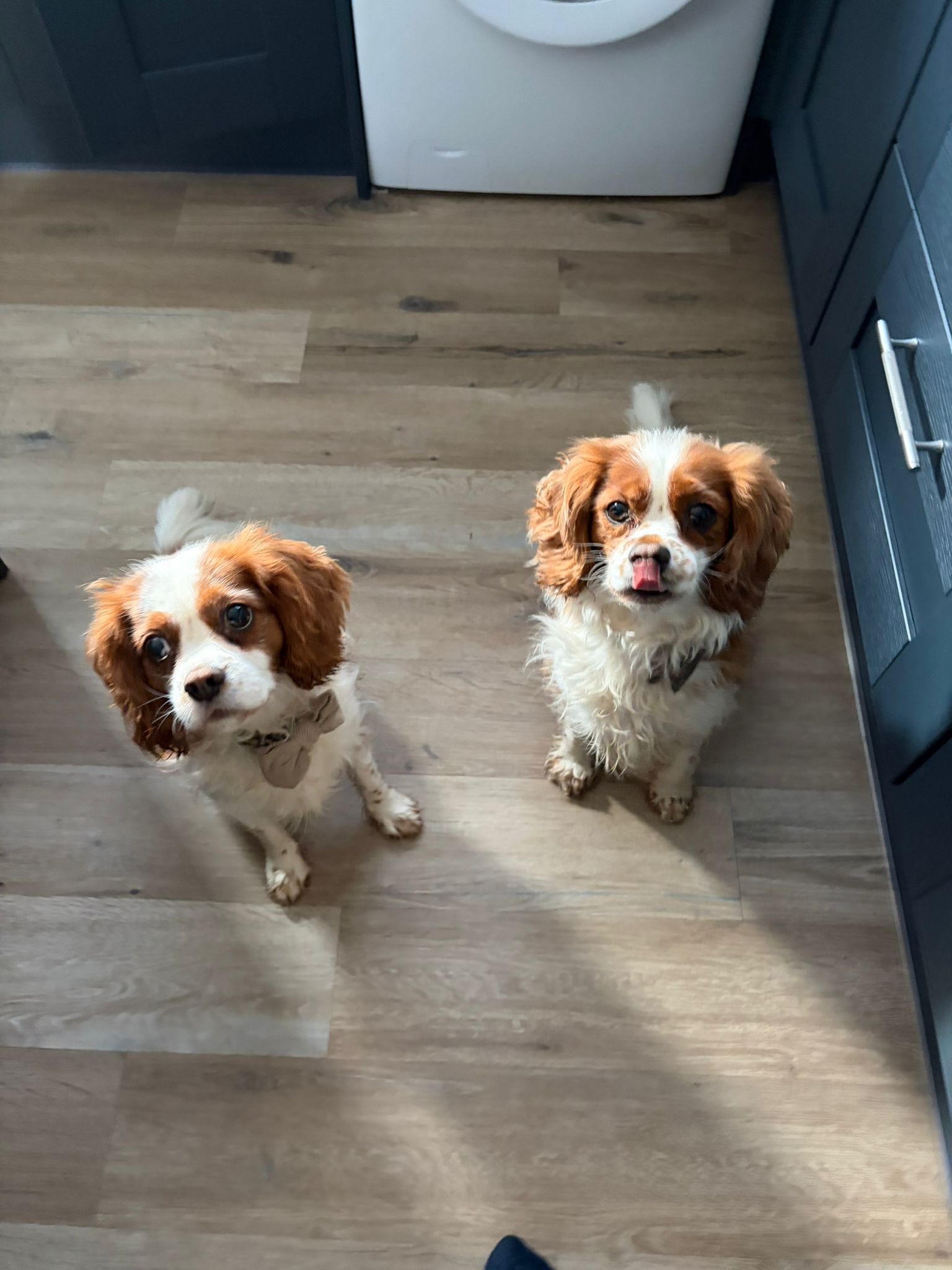 Dodger the Staffy on his daily adventure