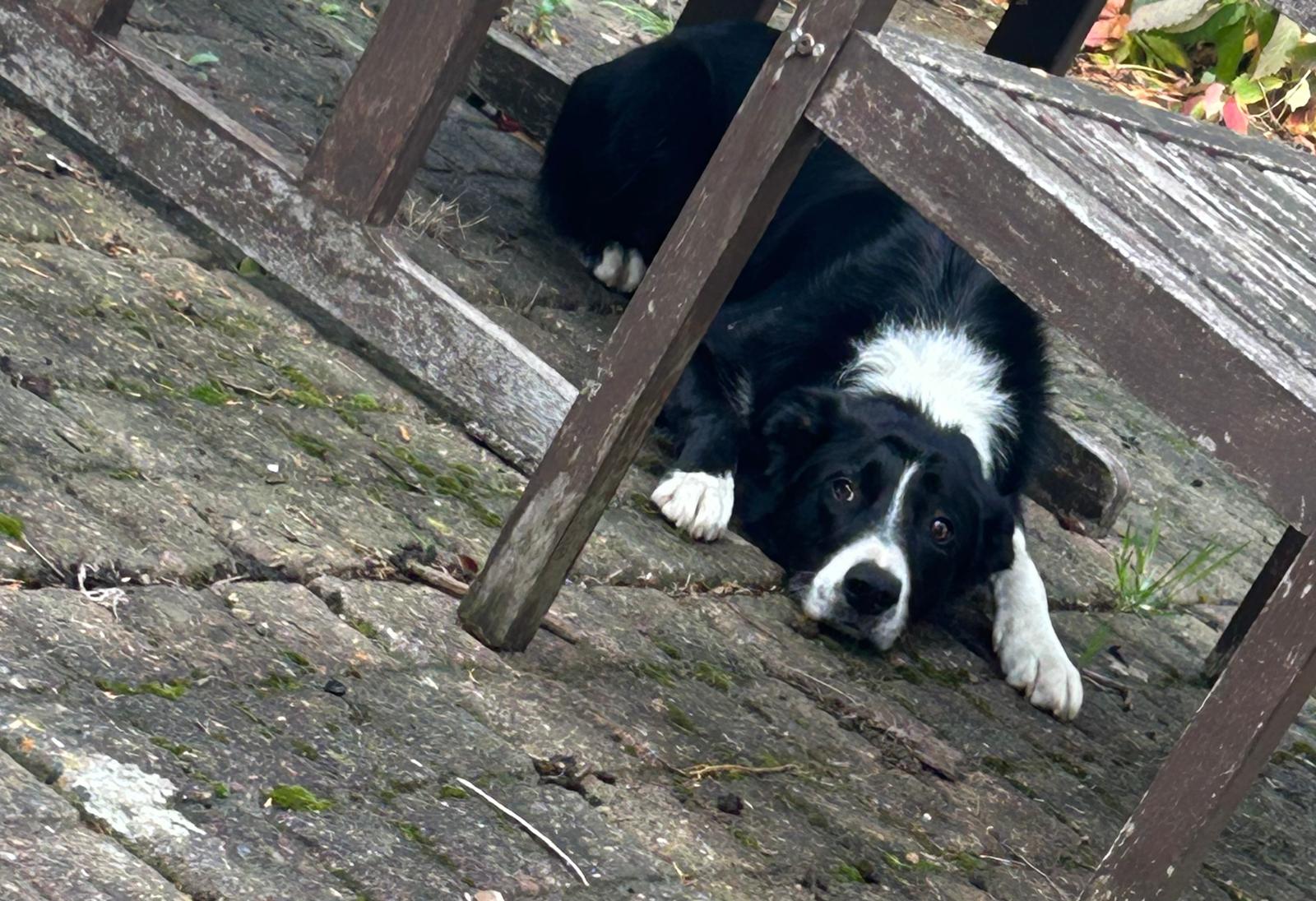 Dodger the Staffy on his daily adventure