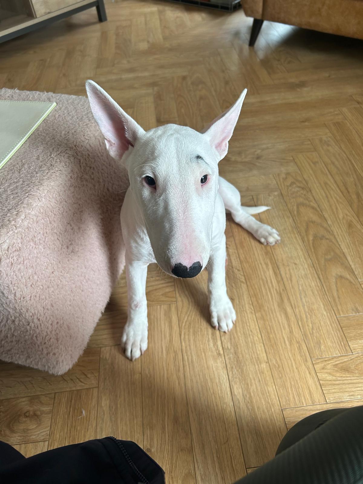 Winnie the Bull Terrier puppy after training walk