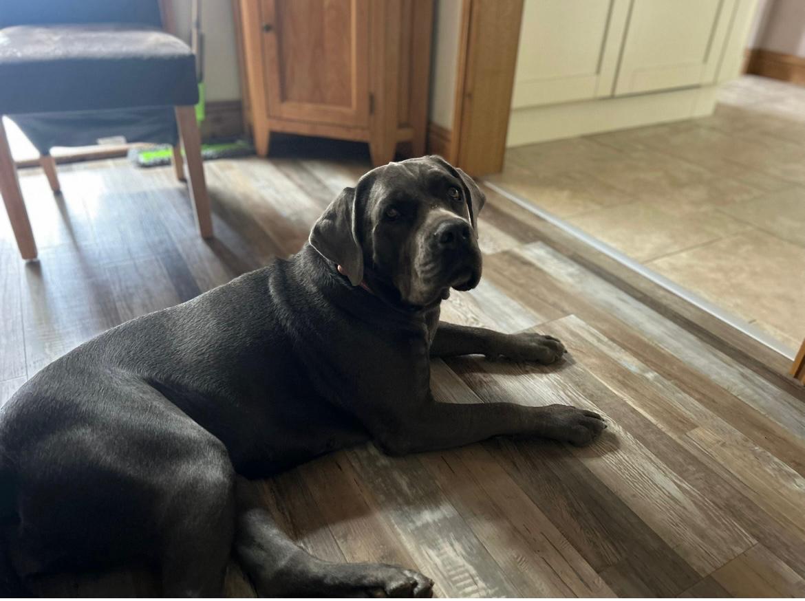 Lola the Cane corso enjoying her adventure walk